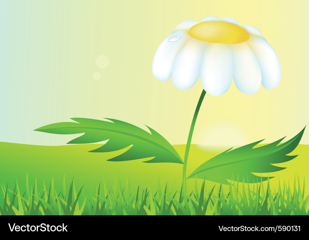 Chamomile Vector Image