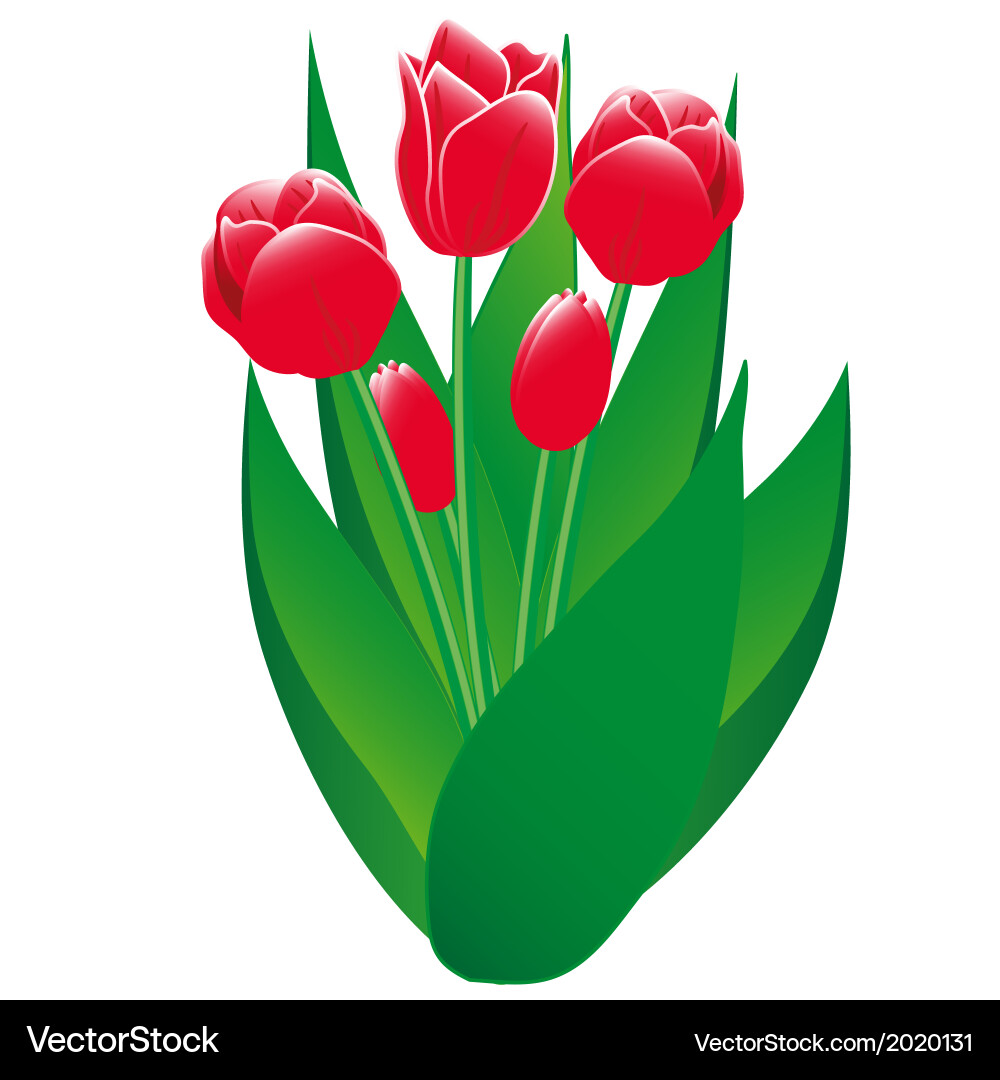 Red tulips isolated object vector image