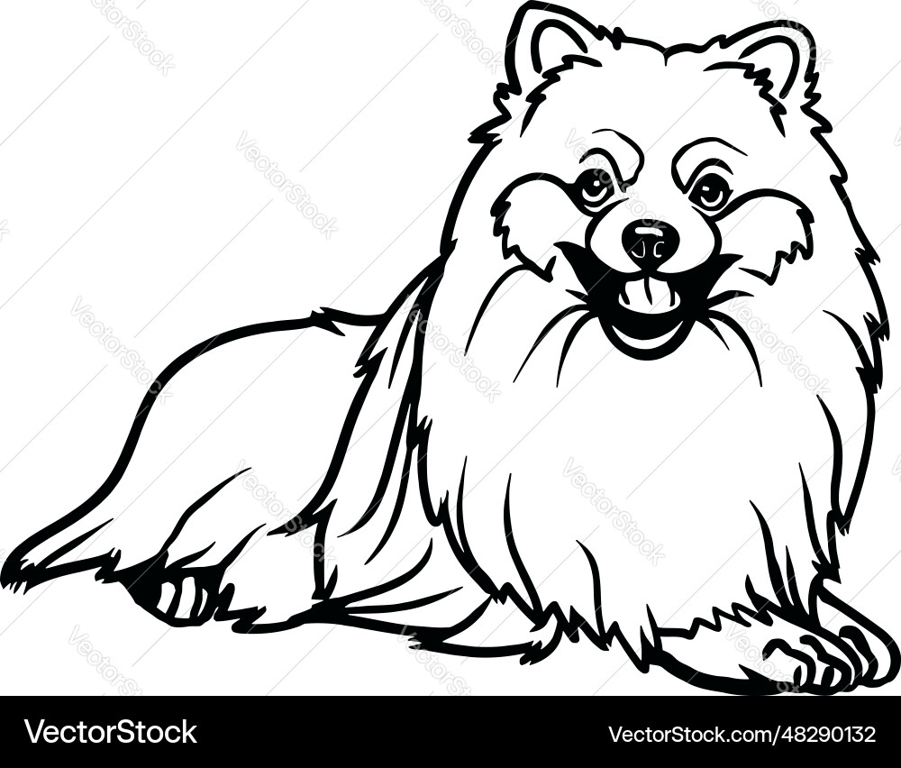 Pomeranian dog - lying stock isolated Pomeranian dog - lying stock isolated Vector Image