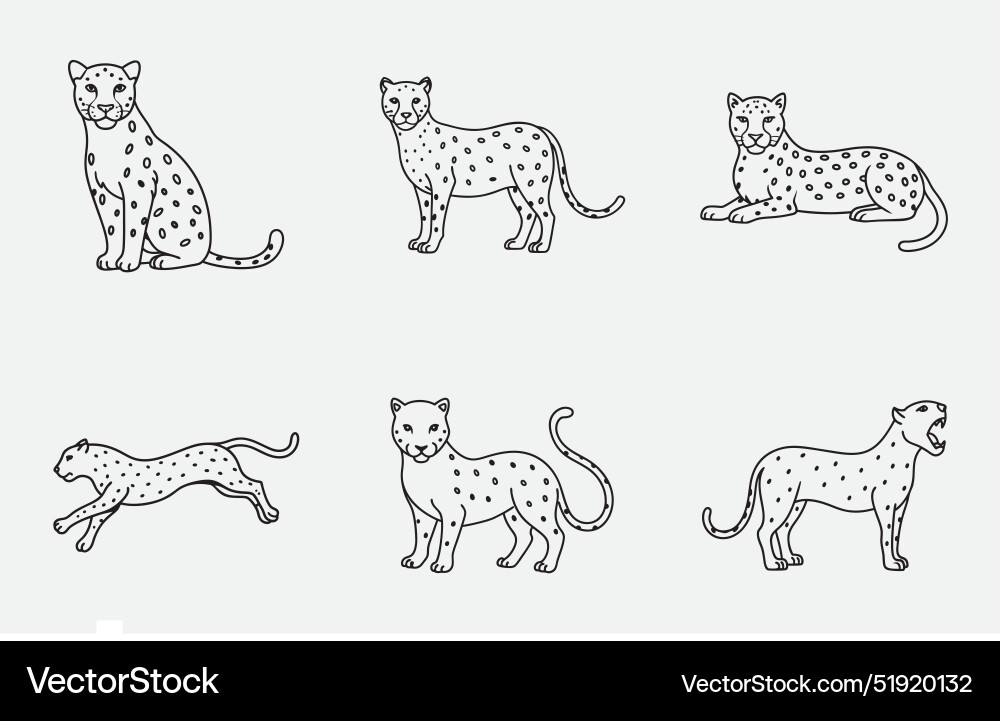 Print exquisite leopard line art set Vector Image