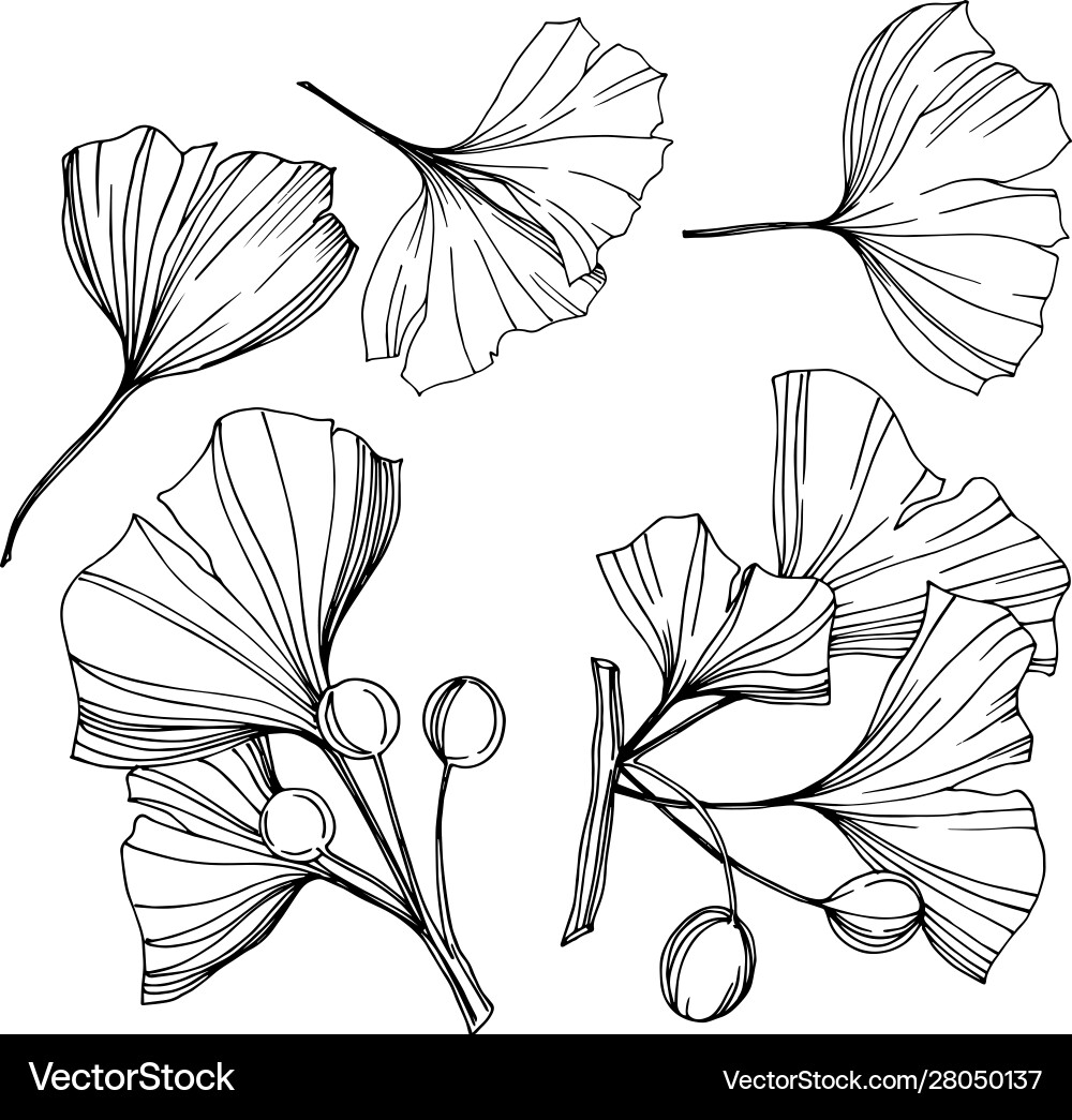 Isolated ginkgo element leaf Vector Image