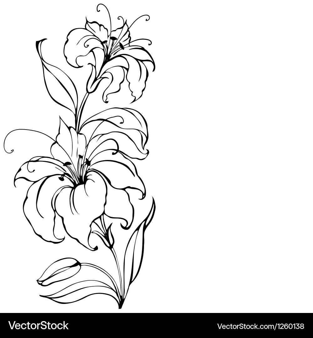 Lily Vector Images & Graphics for Commercial Use | VectorStock