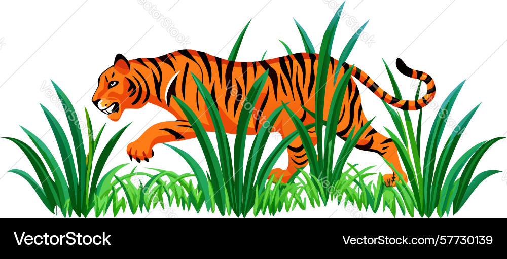 Dynamic tiger running through grass agile wild Vector Image