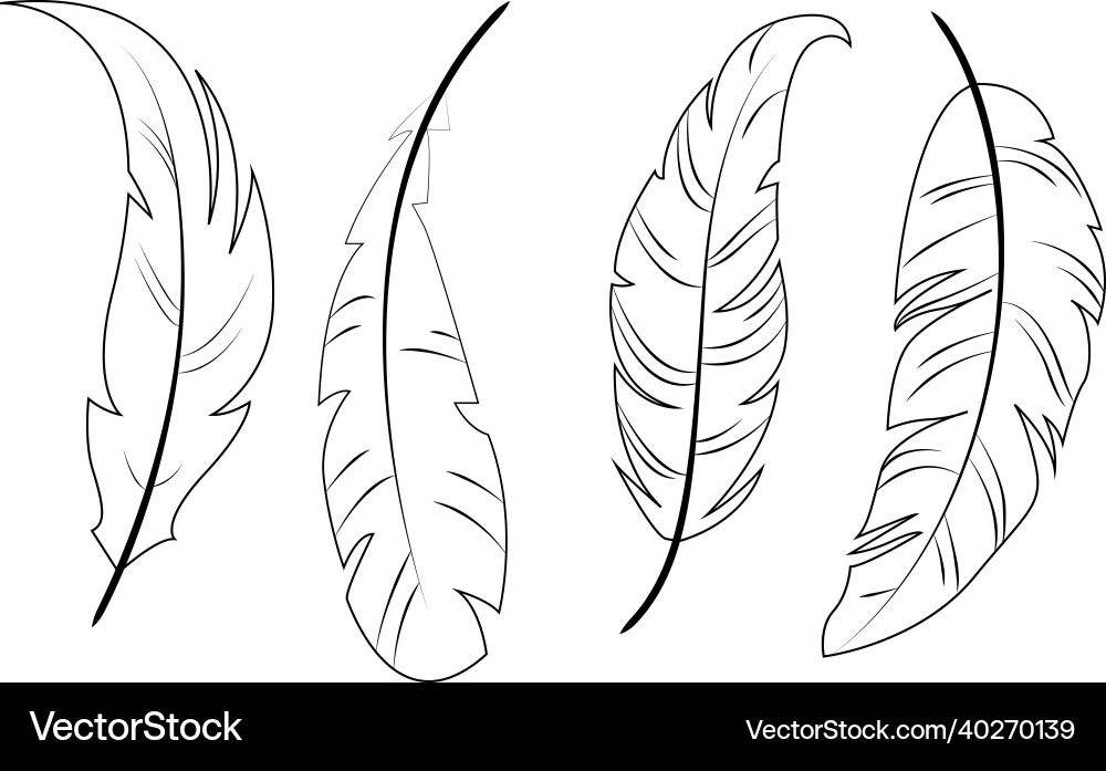 Feather different forms of feathers Feather different forms of feathers Vector Image