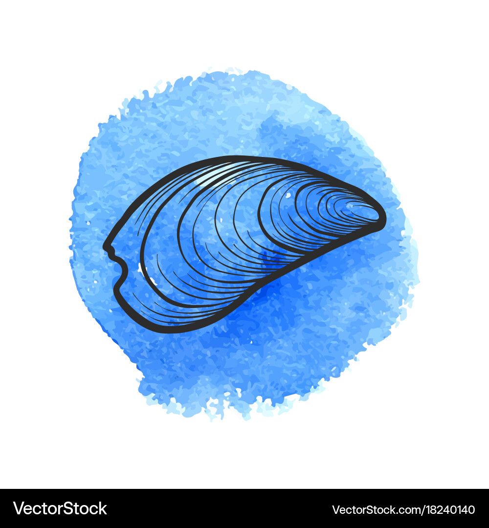 Hand drawn seashell Royalty Free Vector Image - VectorStock