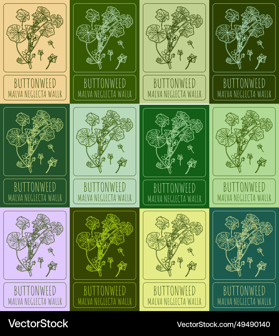 Set of drawing buttonweed in various colors Set of drawing buttonweed in various colors vector image