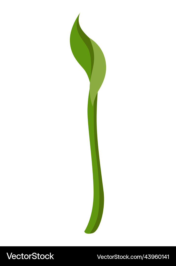 Growth process step sequence of germinating Growth process step sequence of germinating vector image