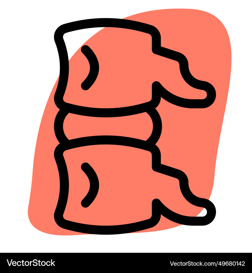 A subphylum of chordates comprising segmented Vector Image