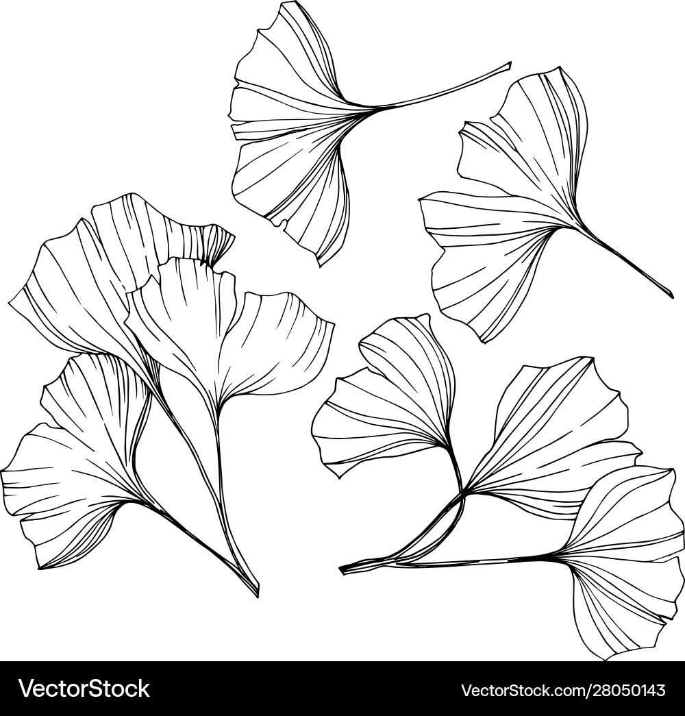 Isolated ginkgo element leaf Vector Image