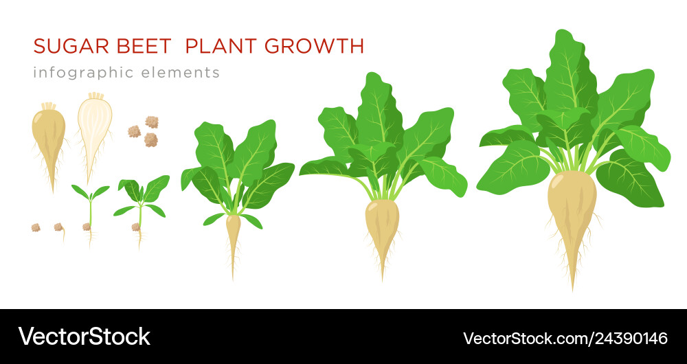 Sugar beet plant growth stages infographic Vector Image