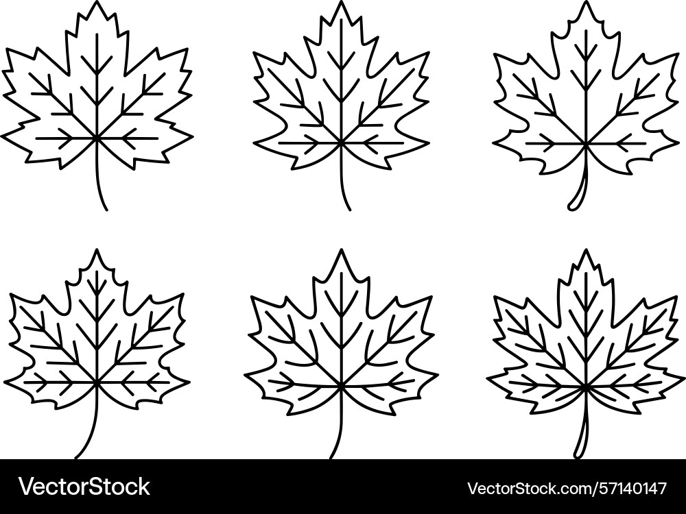 Set of maple leaf line art minimal fall Vector Image
