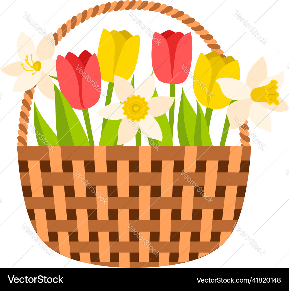 Wicker basket with tulips and daffodils spring Wicker basket with tulips and daffodils spring vector image