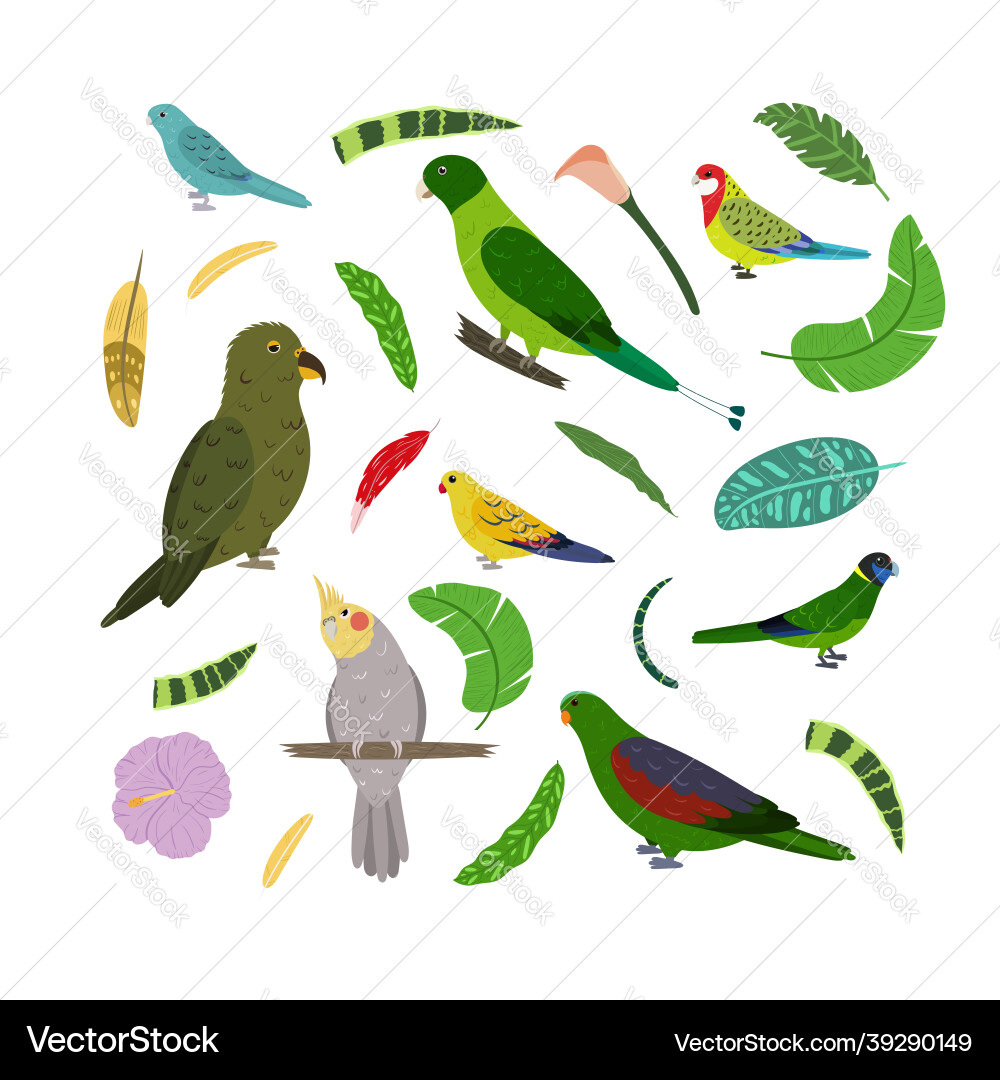 Design template with parrots in square for kid Vector Image