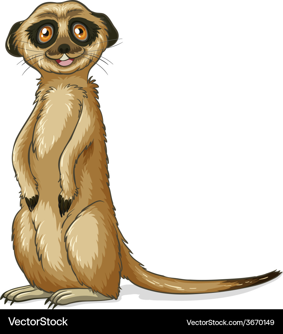 Meerkat Vector Image
