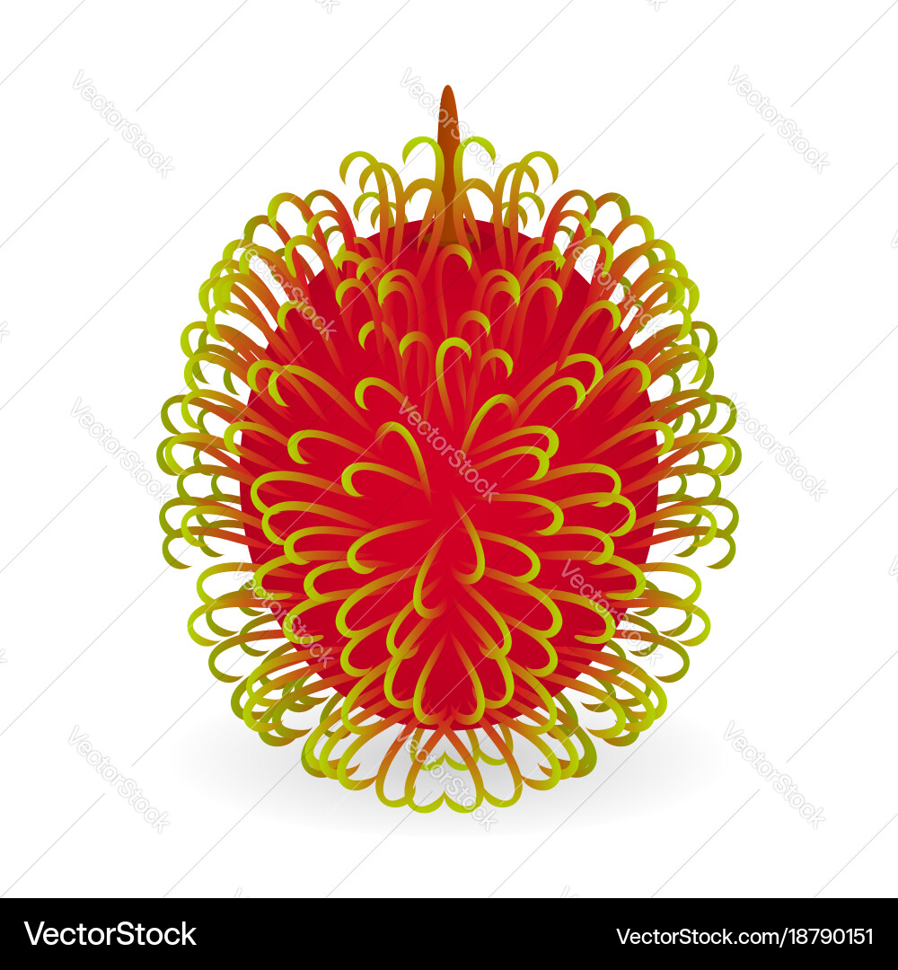 Rambutan isolated Royalty Free Vector Image - VectorStock