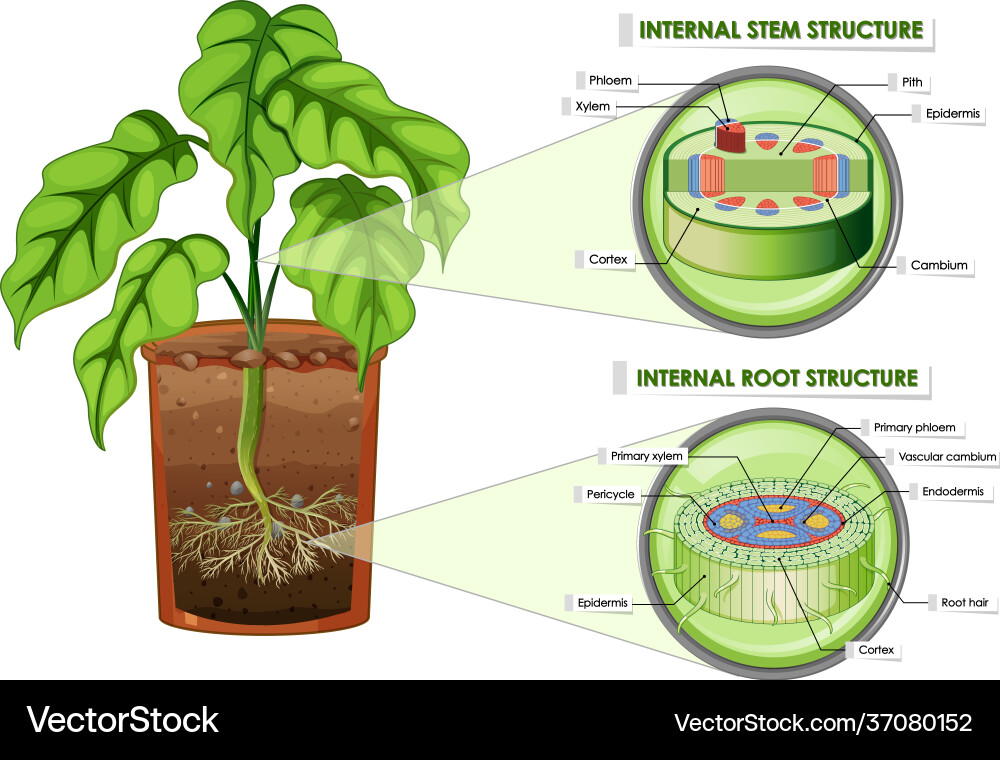 Diagram showing stem and root structure vector image