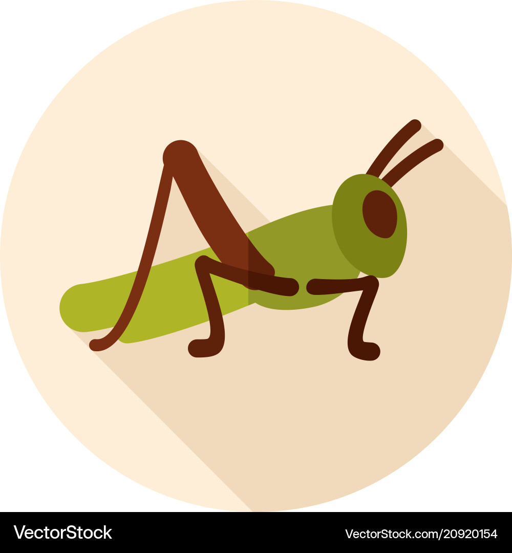 Grasshopper locust icon vector image