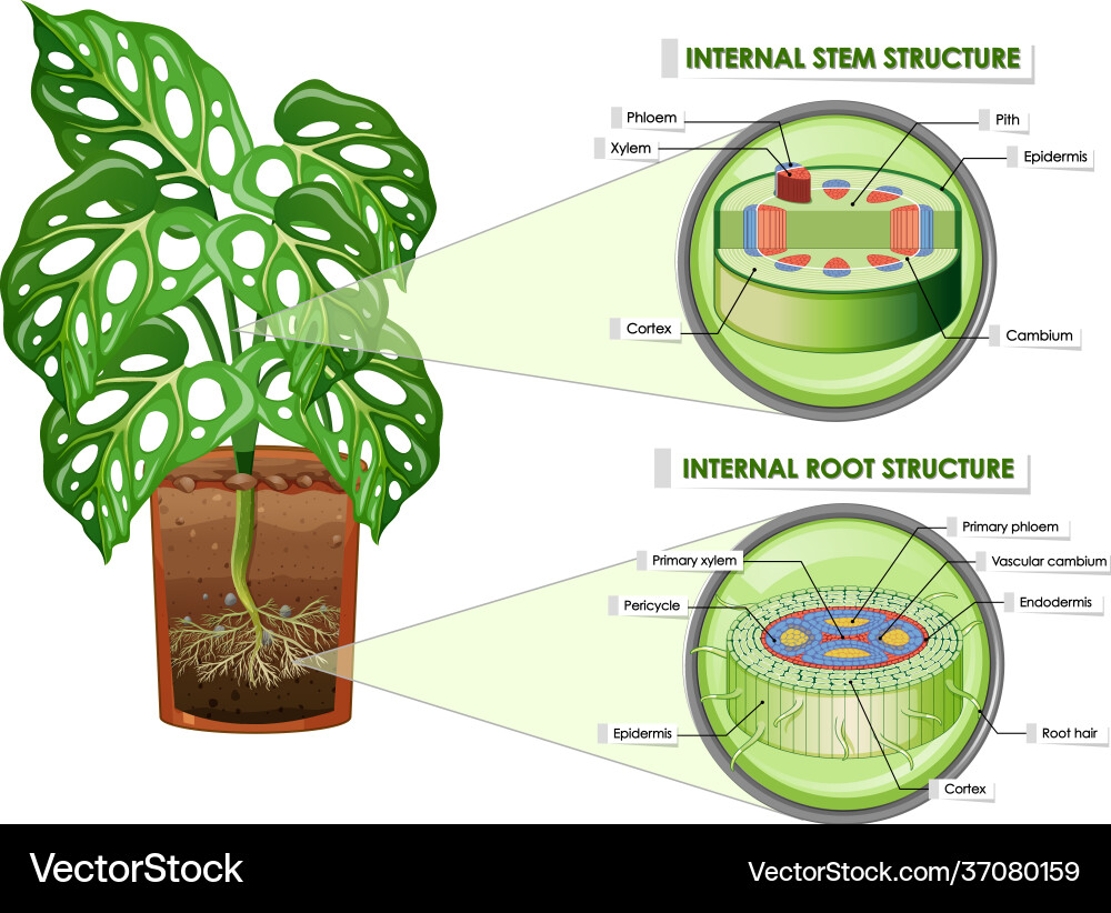 Diagram showing stem and root structure Diagram showing stem and root structure Vector Image
