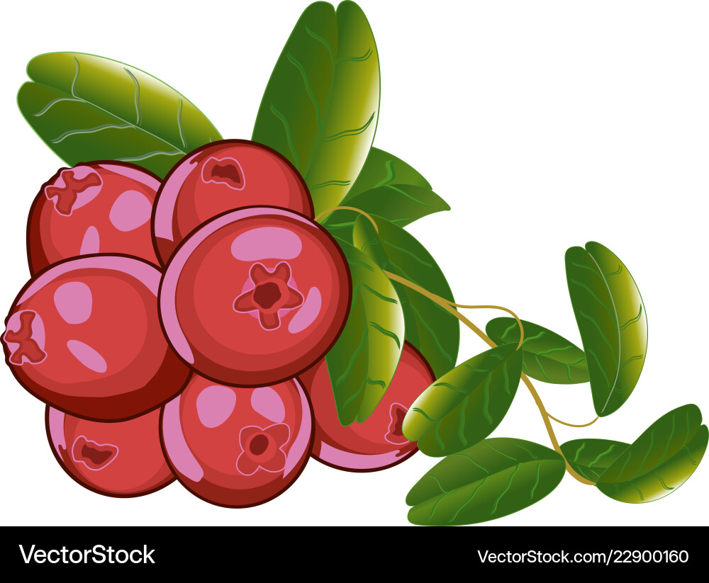 Cranberries isolated icon Cranberries isolated icon vector image