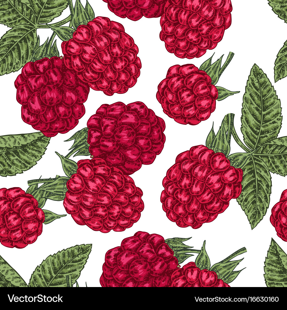 Hand drawn sketchy berries ripe raspberry branch vector image