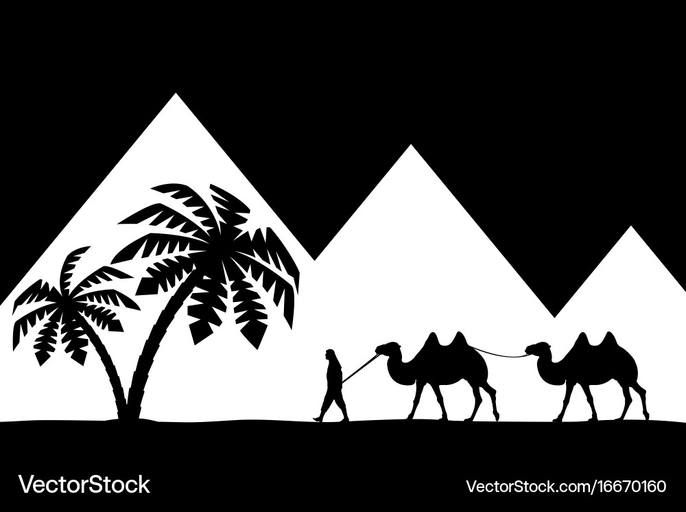 Man on the camel pyramids vector image