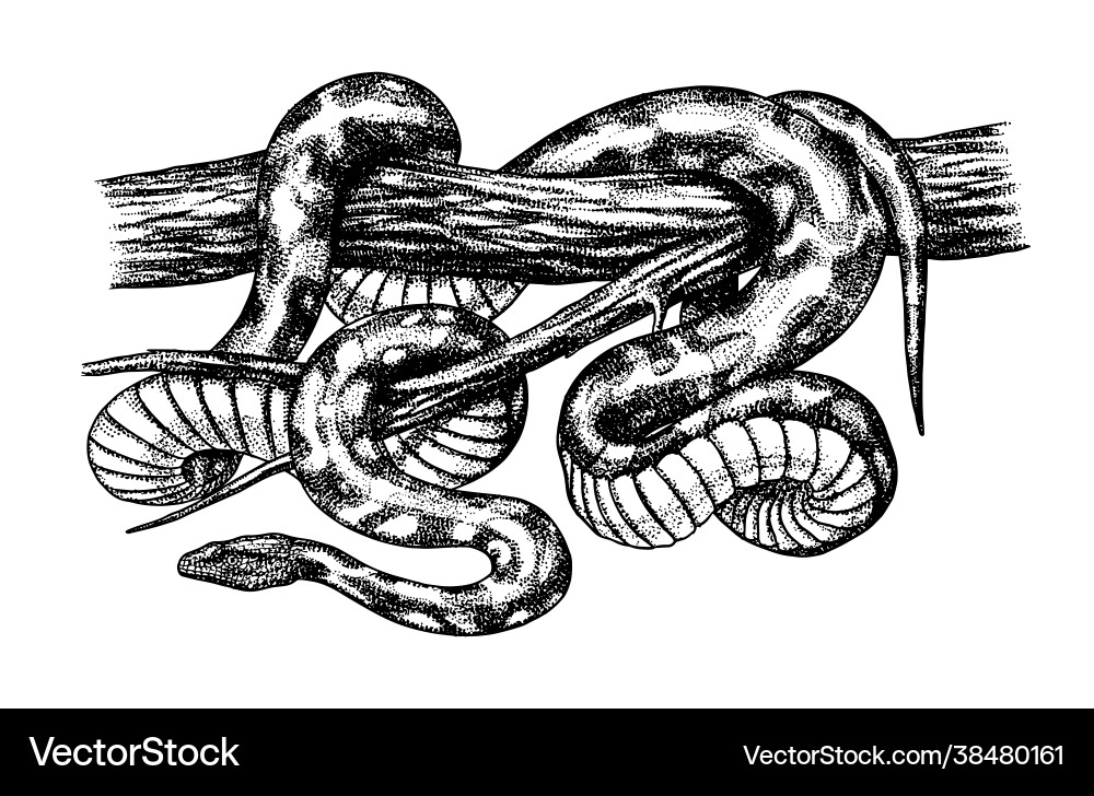 Pythonidae or python boinae boas boids vector image