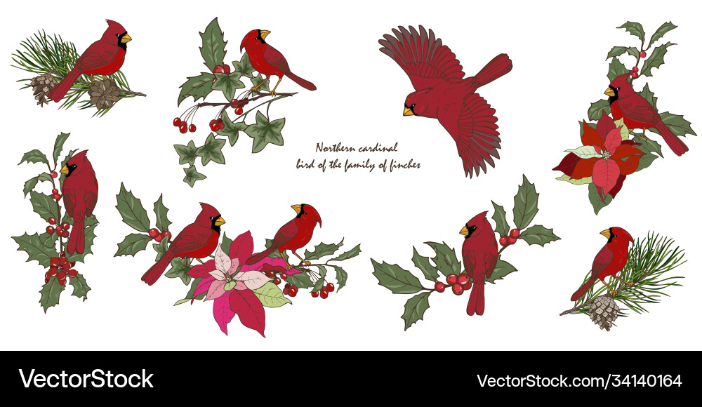 Northern cardinal birds and christmas plants set Northern cardinal birds and christmas plants set vector image