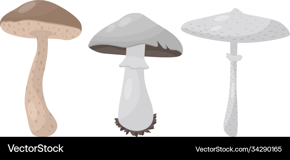 Forest mushroom or toadstool with stem and cap Forest mushroom or toadstool with stem and cap vector image