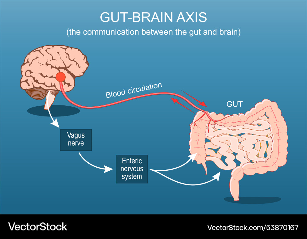 Gut-brain axis Royalty Free Vector Image - VectorStock