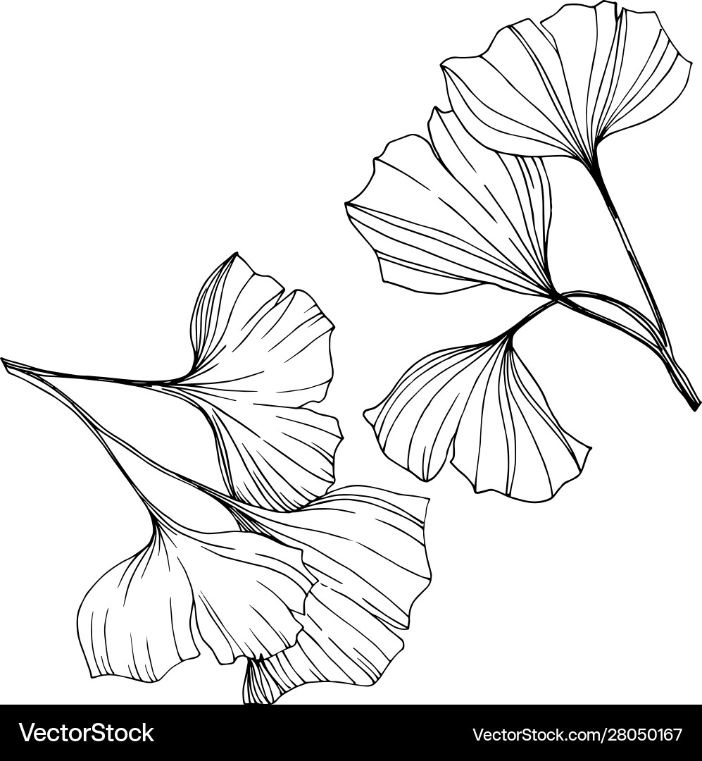 Isoliertes Ginkgo-Elementblatt Isoliertes Ginkgo-Elementblatt vektorbild