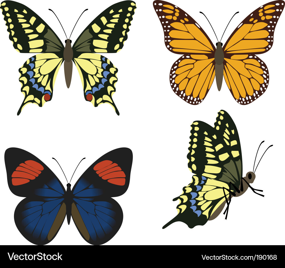 Colorful Butterfly Collection Vector Image