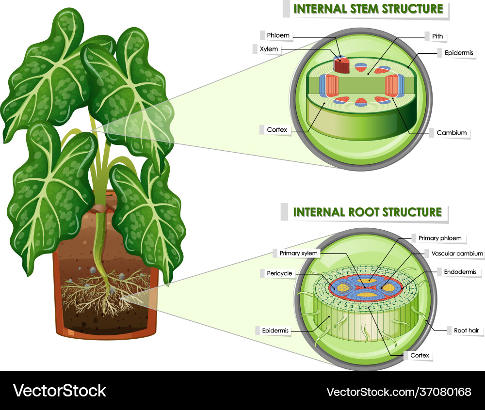 Diagram showing stem and root structure Diagram showing stem and root structure Vector Image