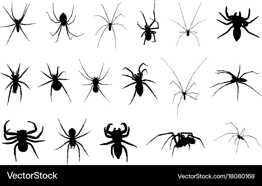 Set of different spiders vector image
