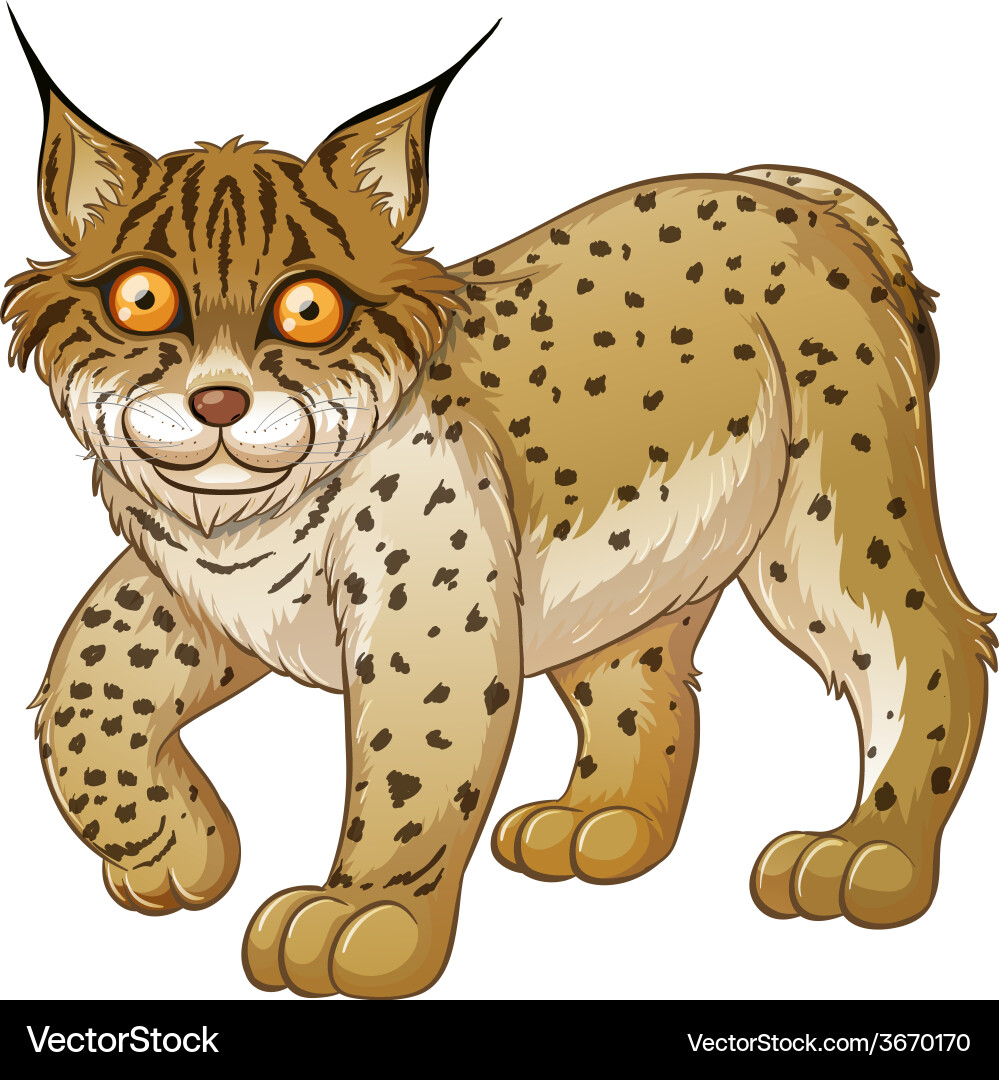Lynx Vector Image