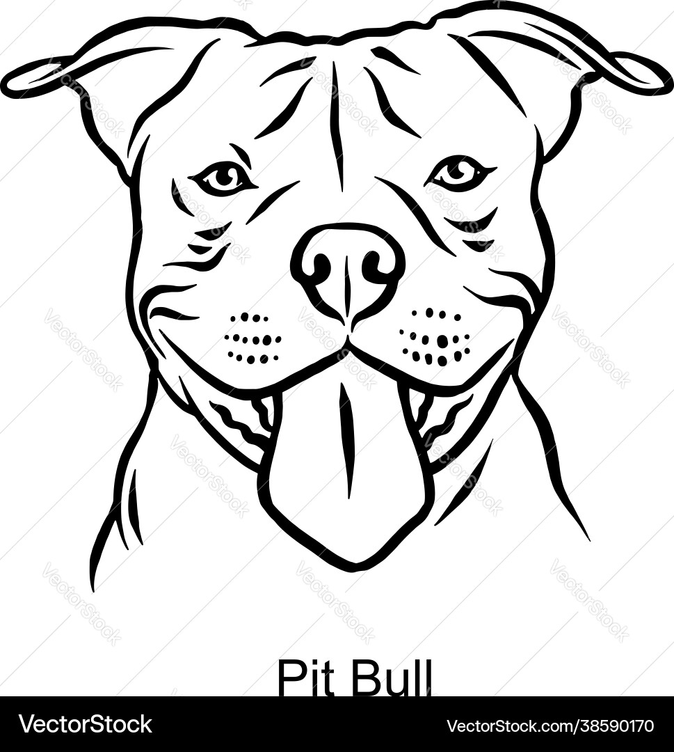 Pit Bull Head Portrait - Line Art Style Vector Image