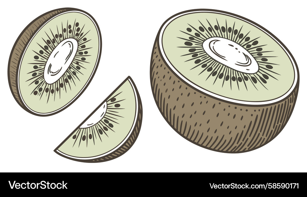 Kiwi sections and a slice displaying seeds Kiwi sections and a slice displaying seeds Vector Image