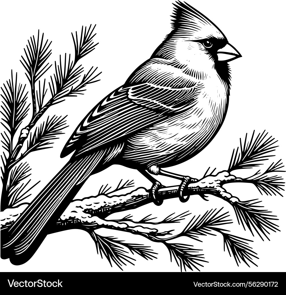 Line art of a northern cardinal bird perche Line art of a northern cardinal bird perche vector image