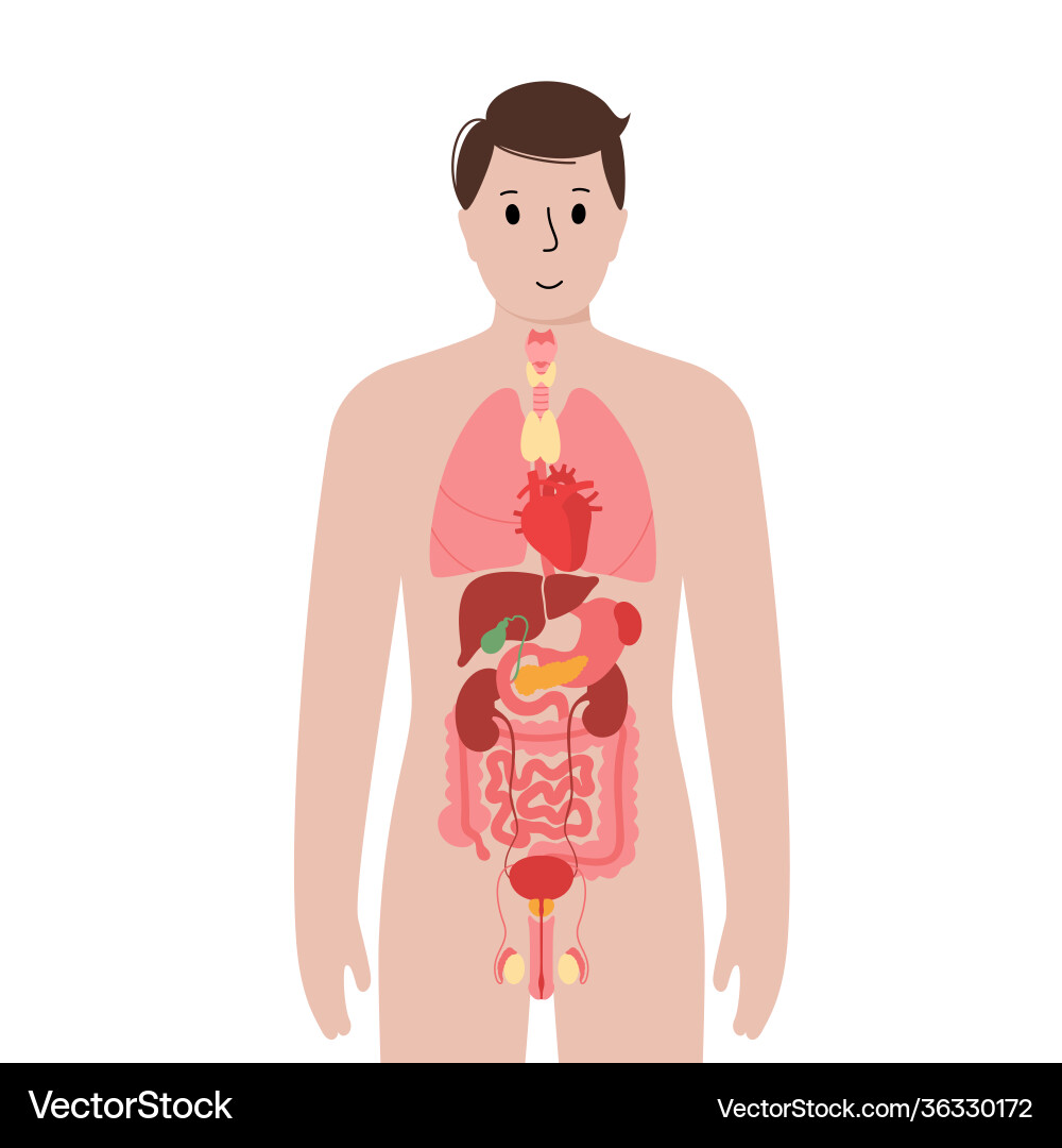 Male Internal Organs Anatomy – Royalty-Free Vector | VectorStock, image size:1000x1080