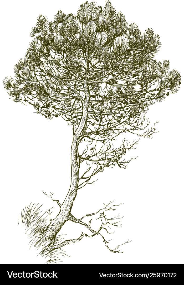 Pine Tree Sketch Vector Image