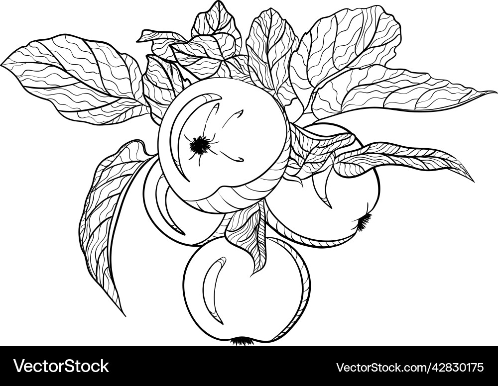Branch with apples in doodle style Branch with apples in doodle style vector image