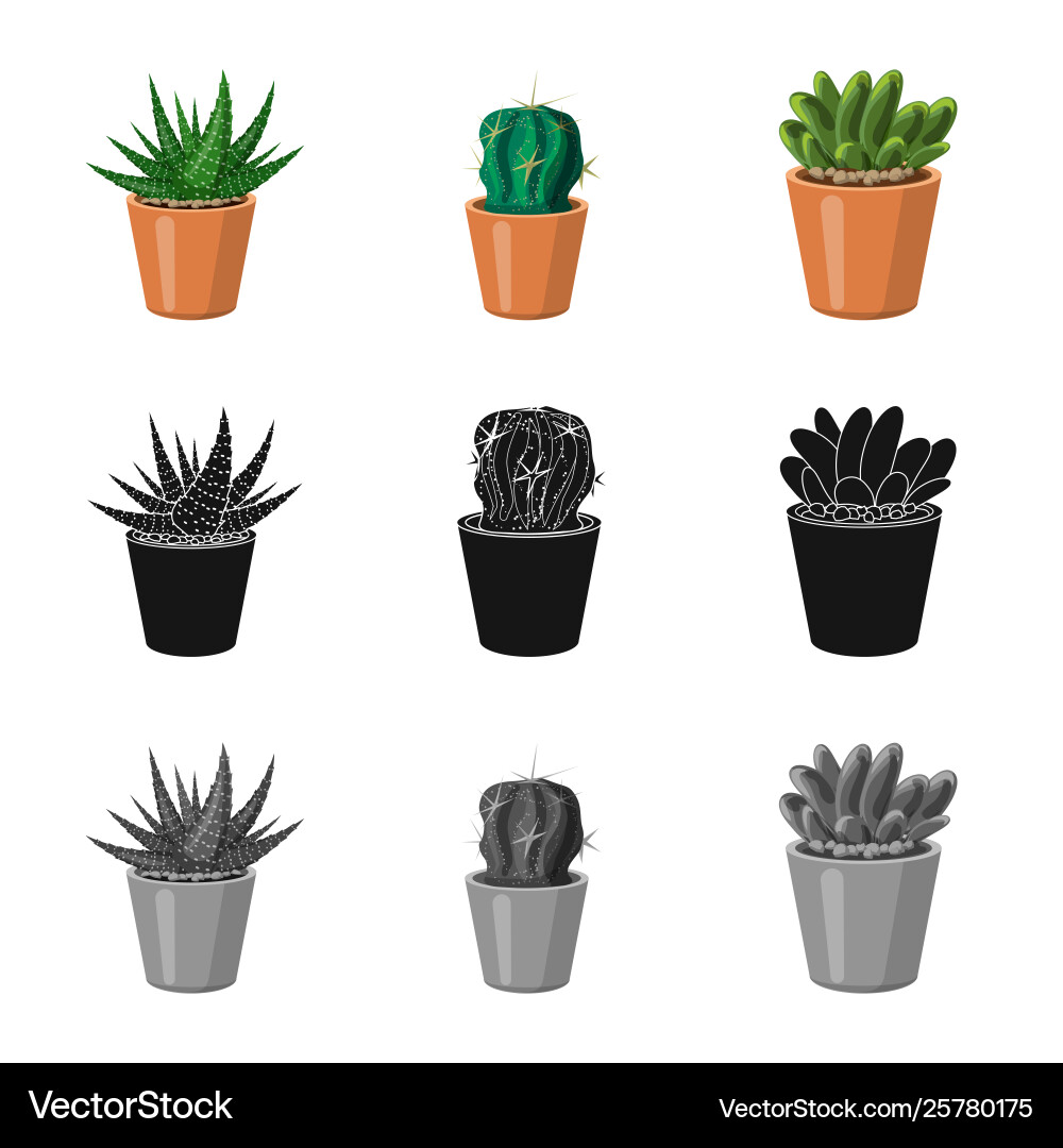 Isolated object cactus and pot icon collection Vector Image