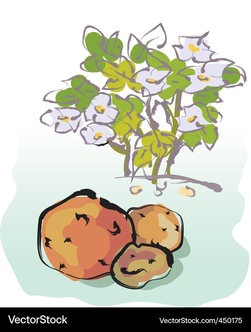 Potato Plant and Spuds Vector Image