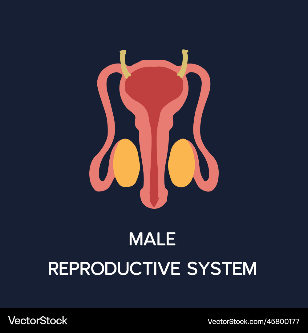 Human internal organs cartoon anatomy body part Human internal organs cartoon anatomy body part vector image