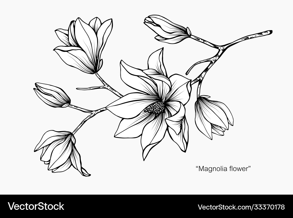 Magnolia Blume und Blatt Hand gezeichnet botanisch Vektorbild