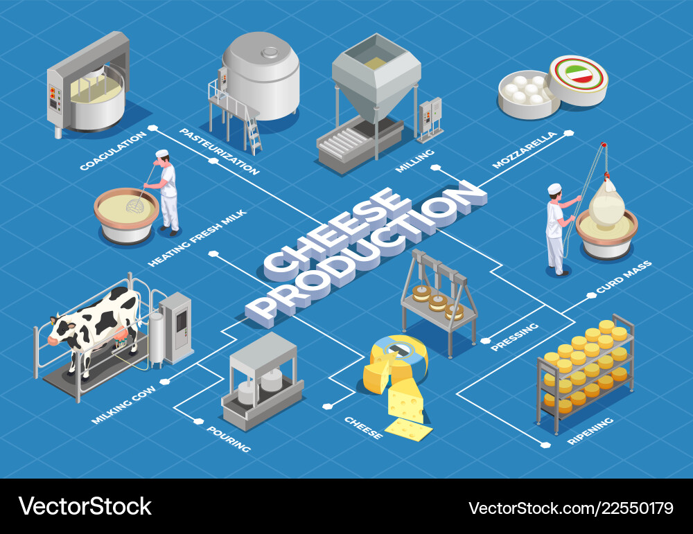 Cheese Making Process Flowchart Vector Image