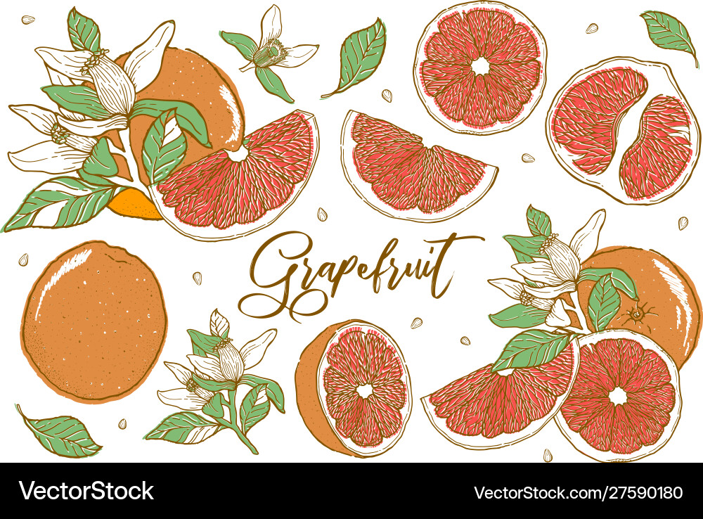 Hand gezeichnet schöne orange Früchte Essen Hand gezeichnet schöne orange Früchte Essen vektorbild
