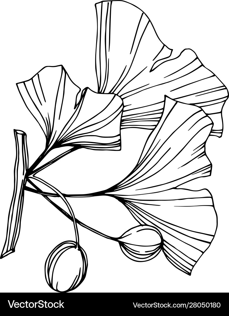 Isolated ginkgo element leaf vector image