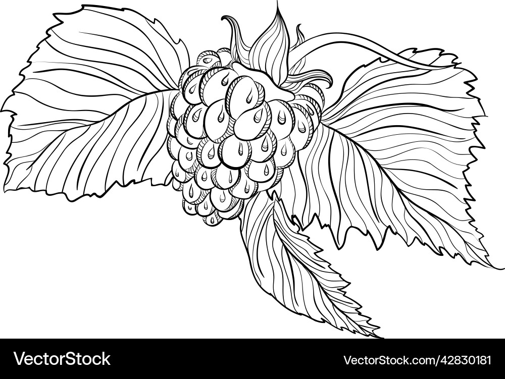 Raspberry with leaves in doodle style Vector Image