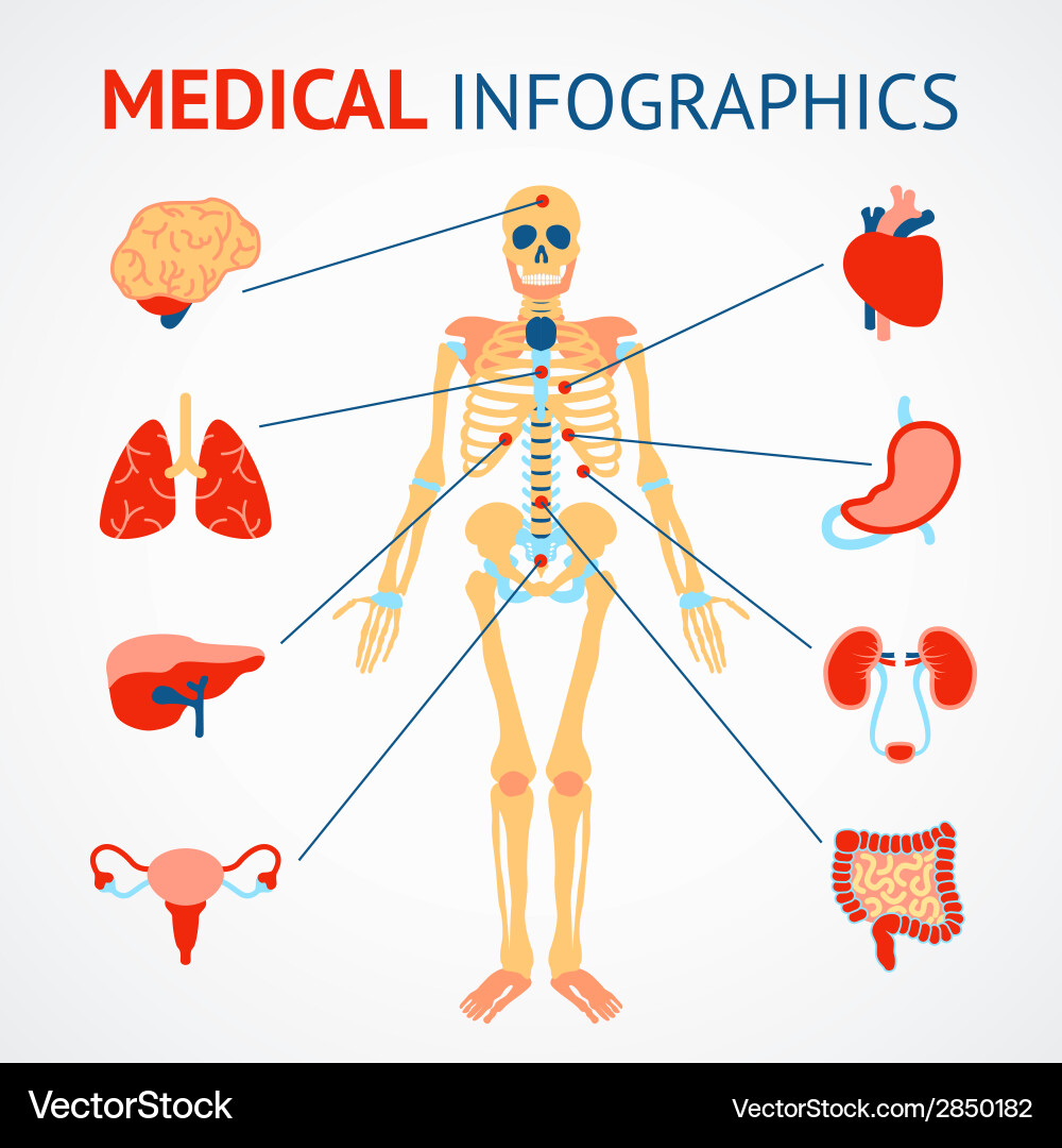 Скелет человека органы расположение Human organs infographic Royalty Free Vector Image