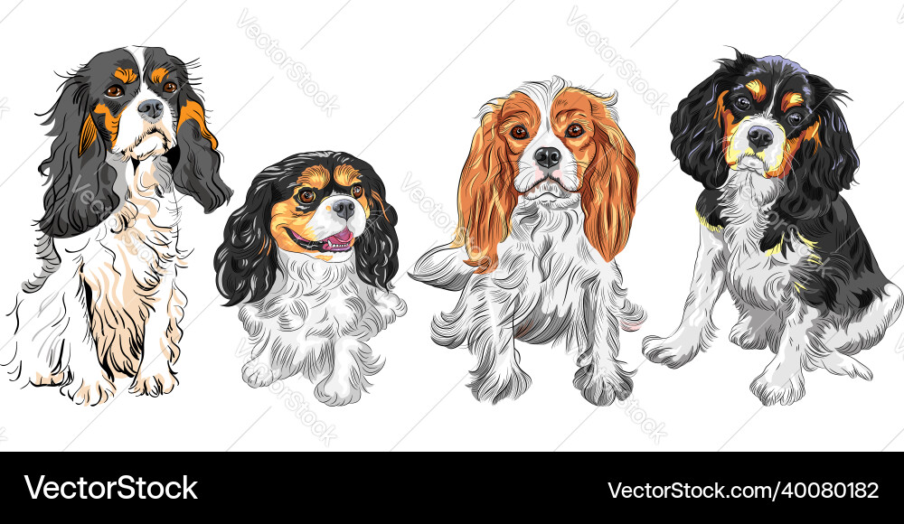 Set dog cavalier king charles spaniel Set dog cavalier king charles spaniel vector image